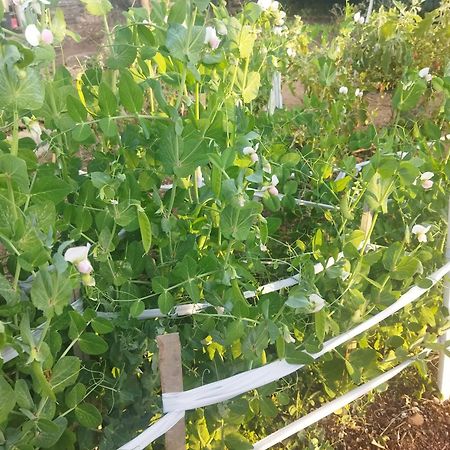 Otentik Guesthouse مبابان المظهر الخارجي الصورة
